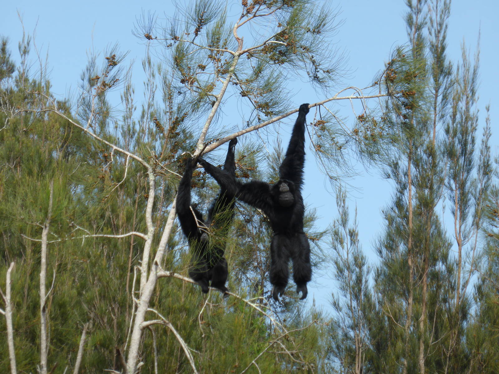 Siamangs