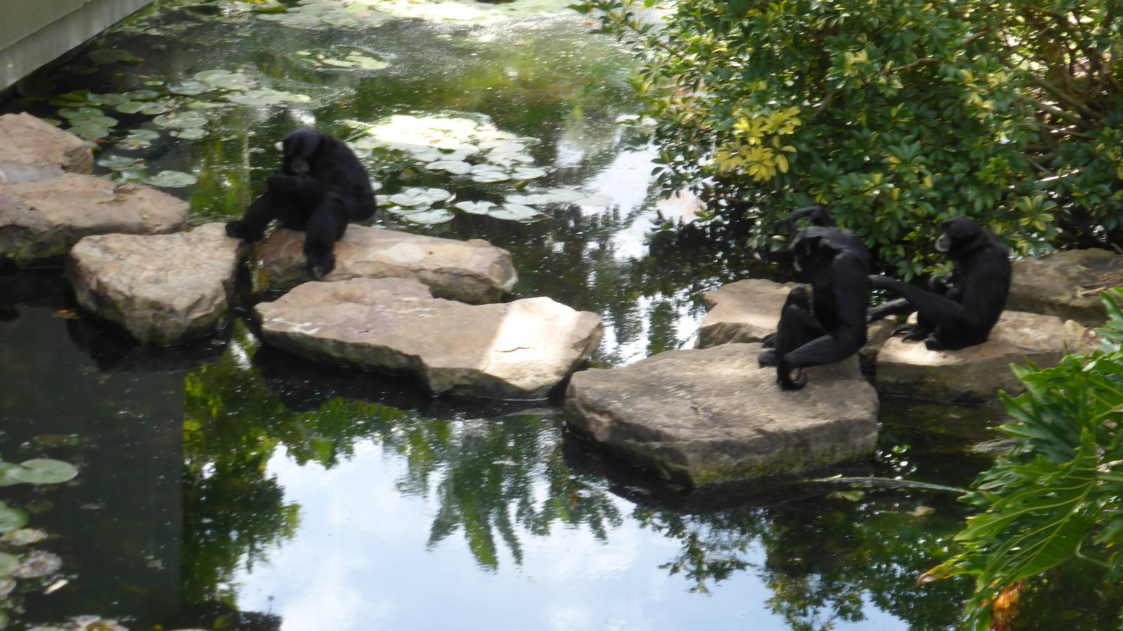 Siamangs