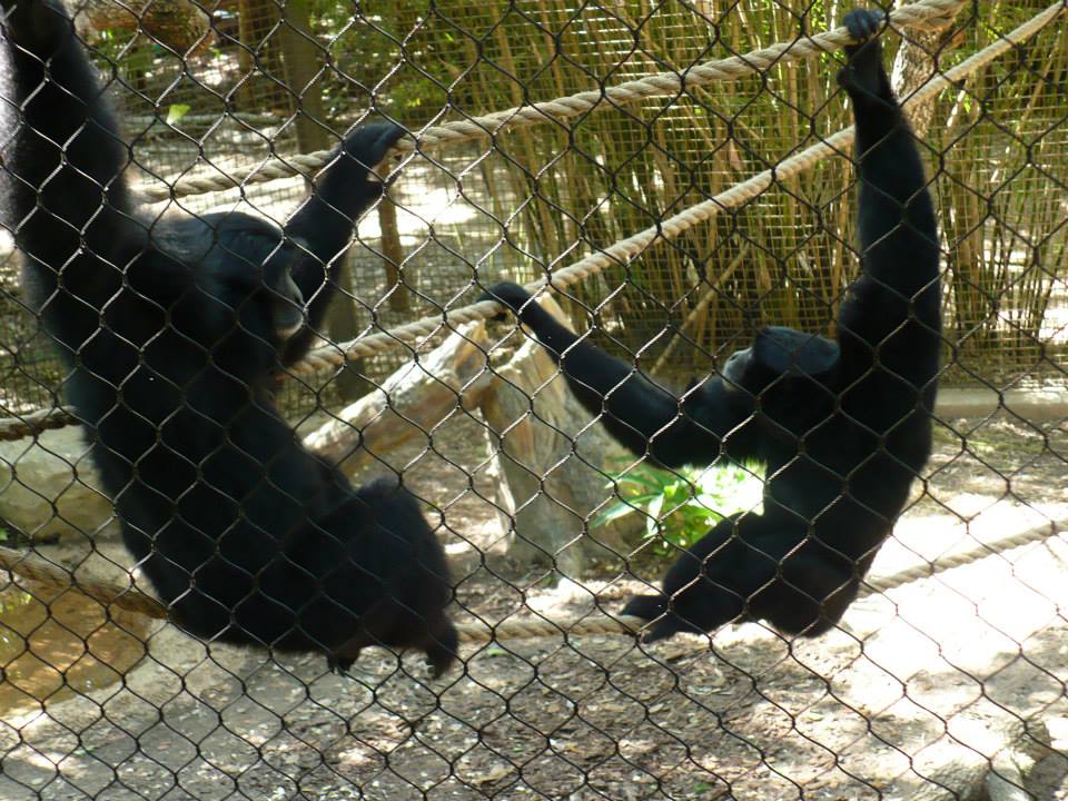 Siamangs
