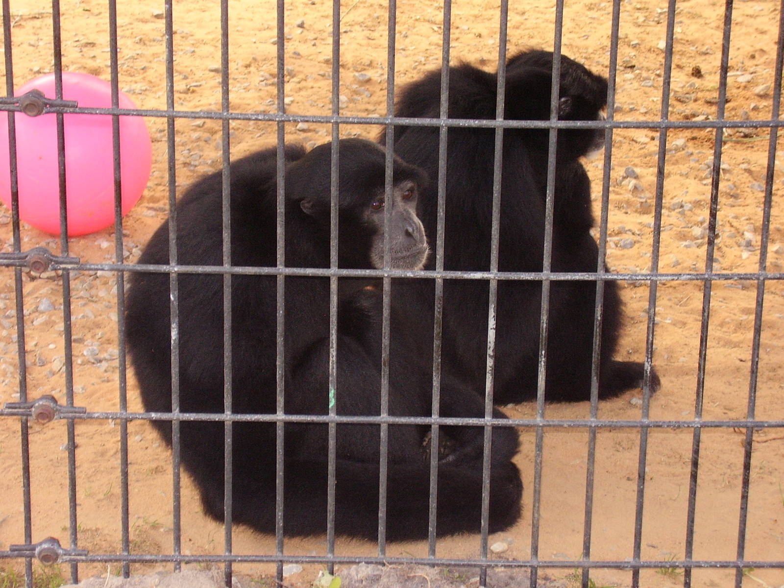 Siamangs