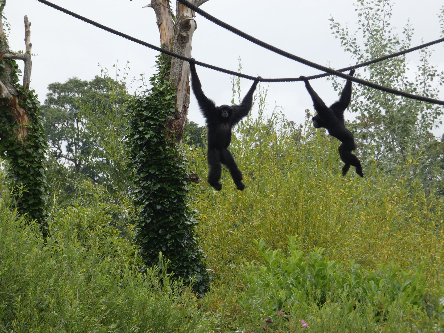 Siamangs