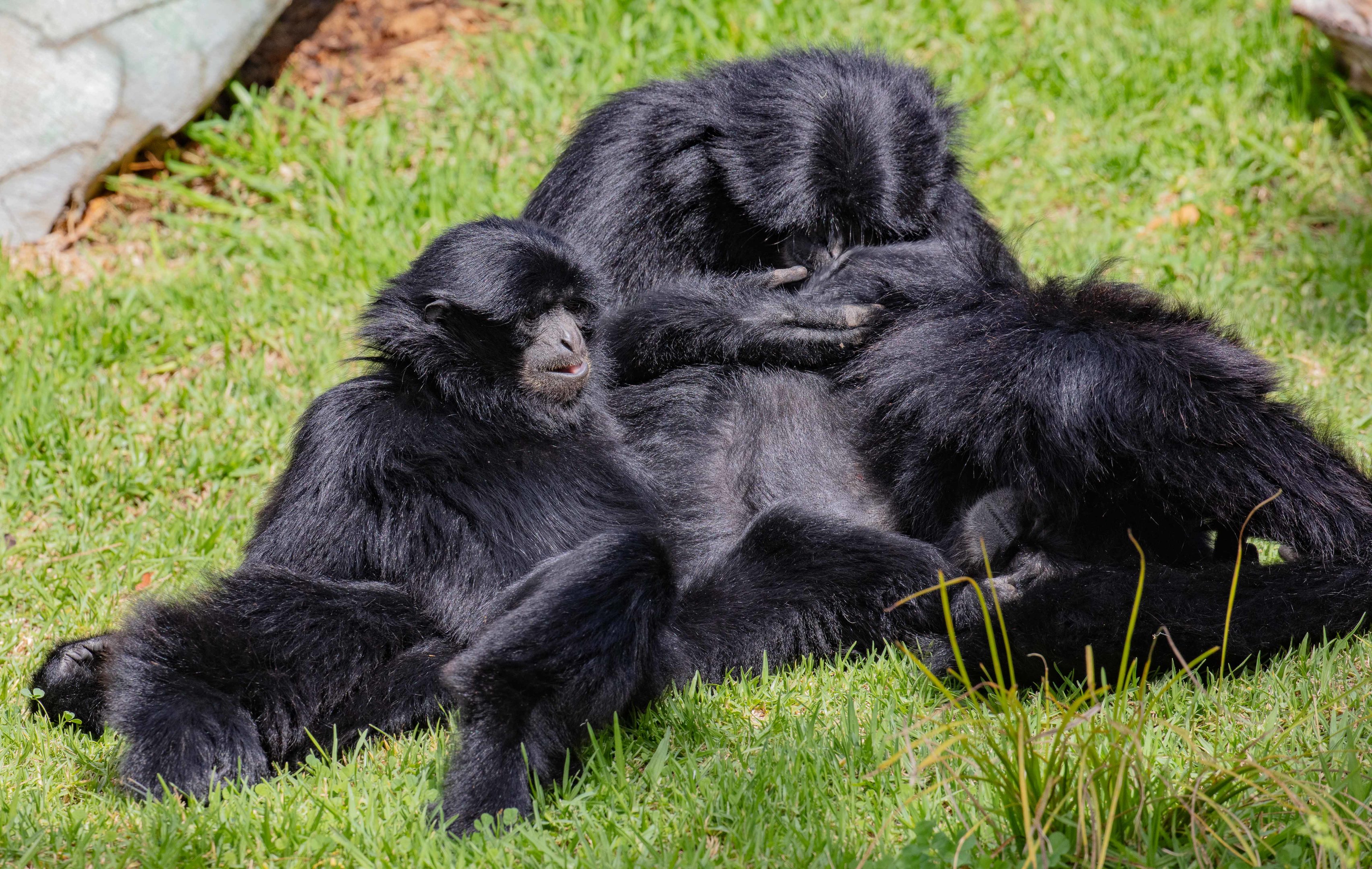 Siamangs
