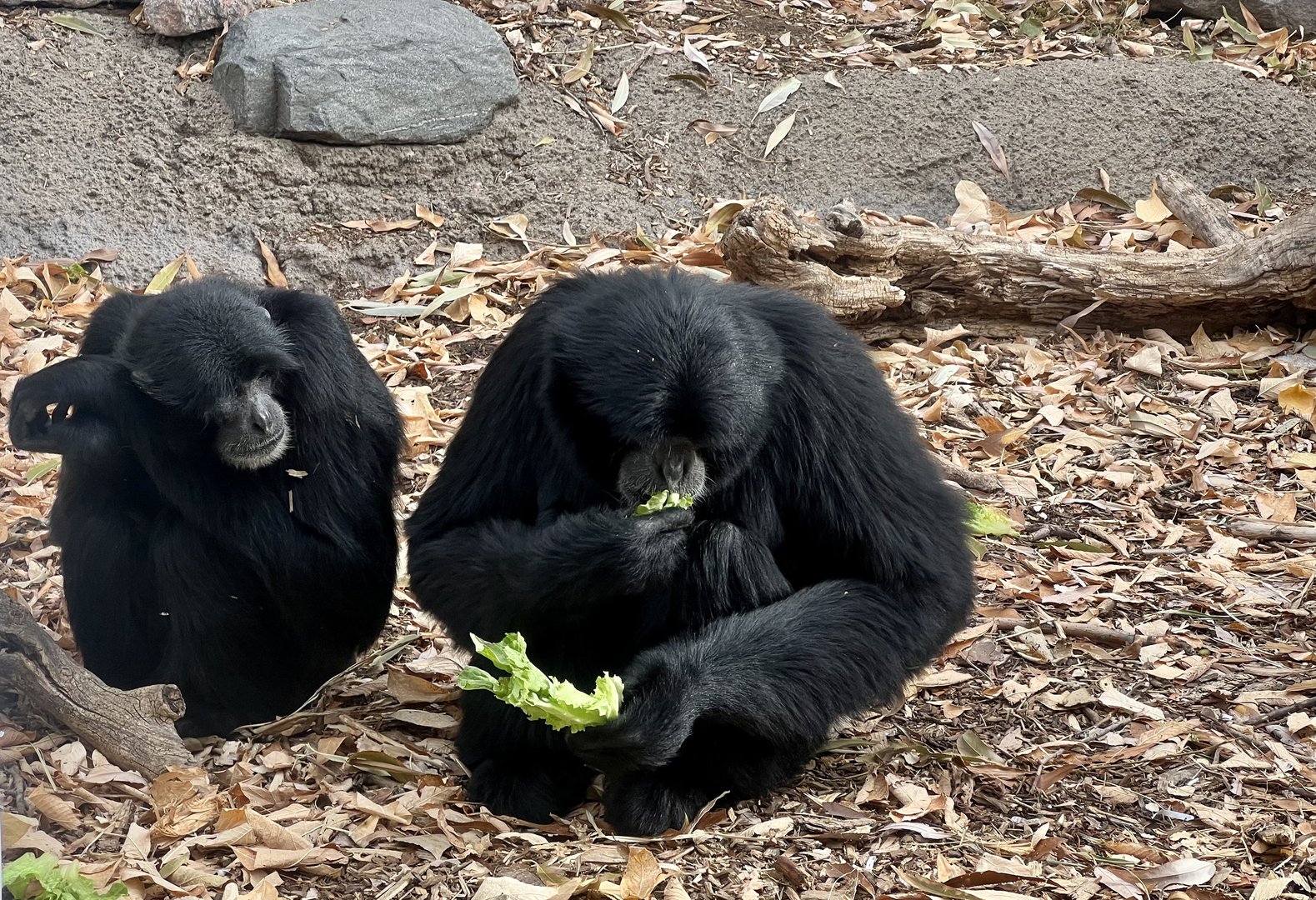Siamangs
