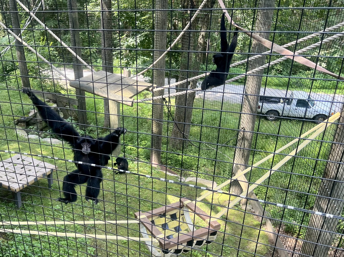 Siamangs