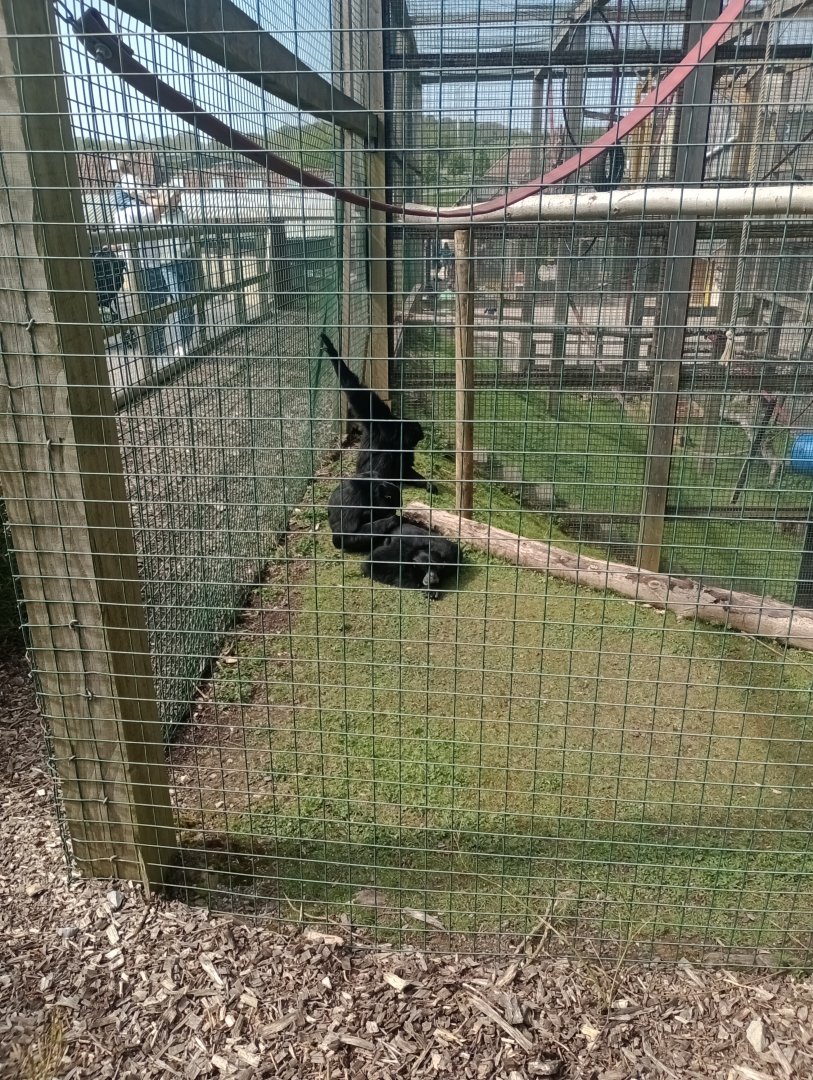 Siamangs