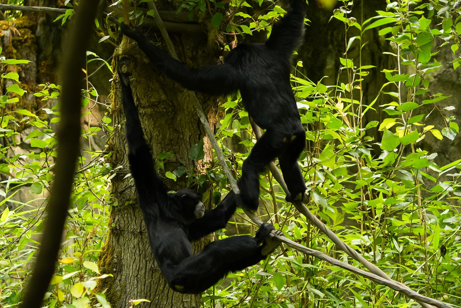 Siamangs