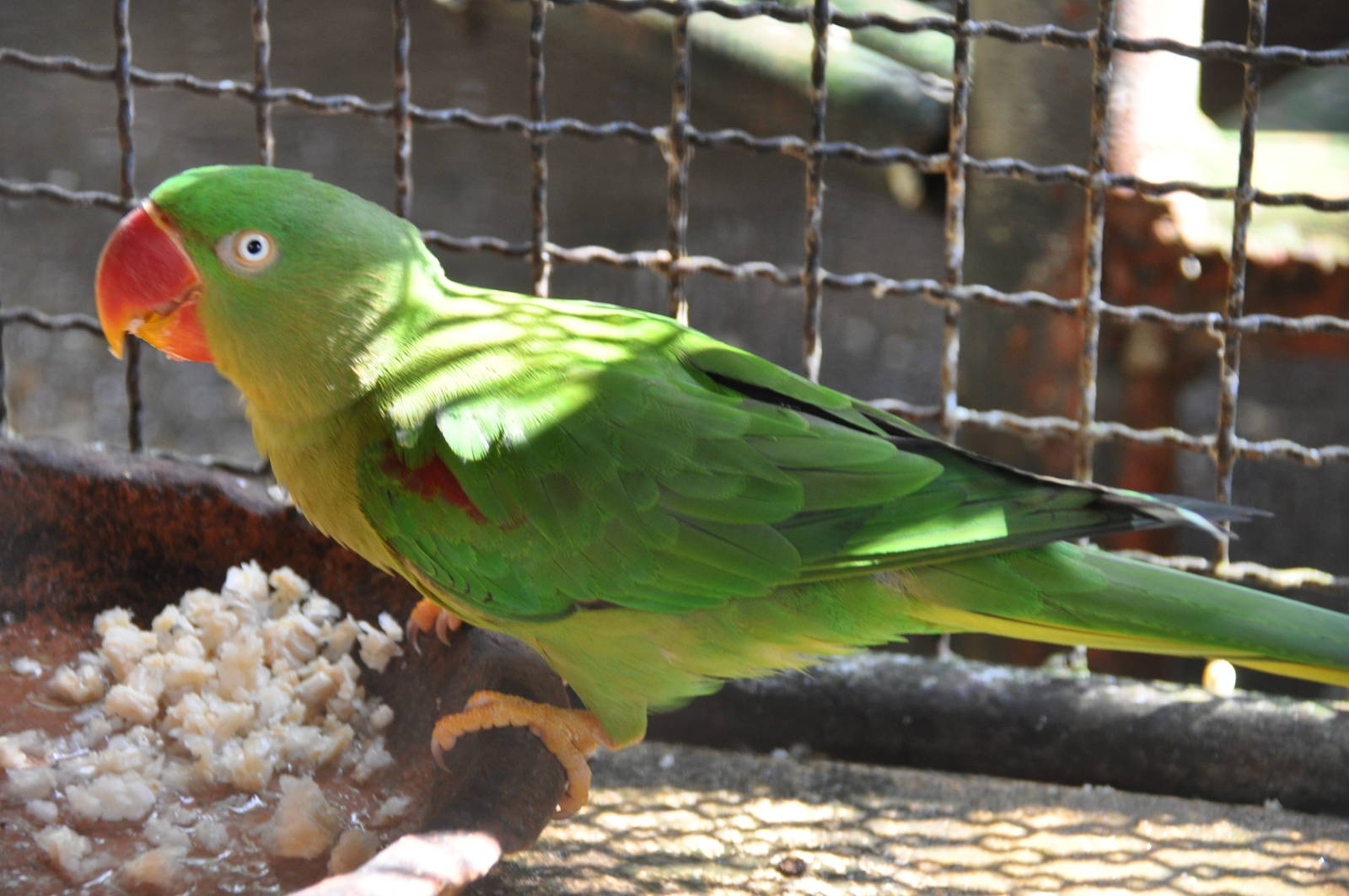 Siamese Alexandrine parakeet/ Psittacula eupatria siamensis