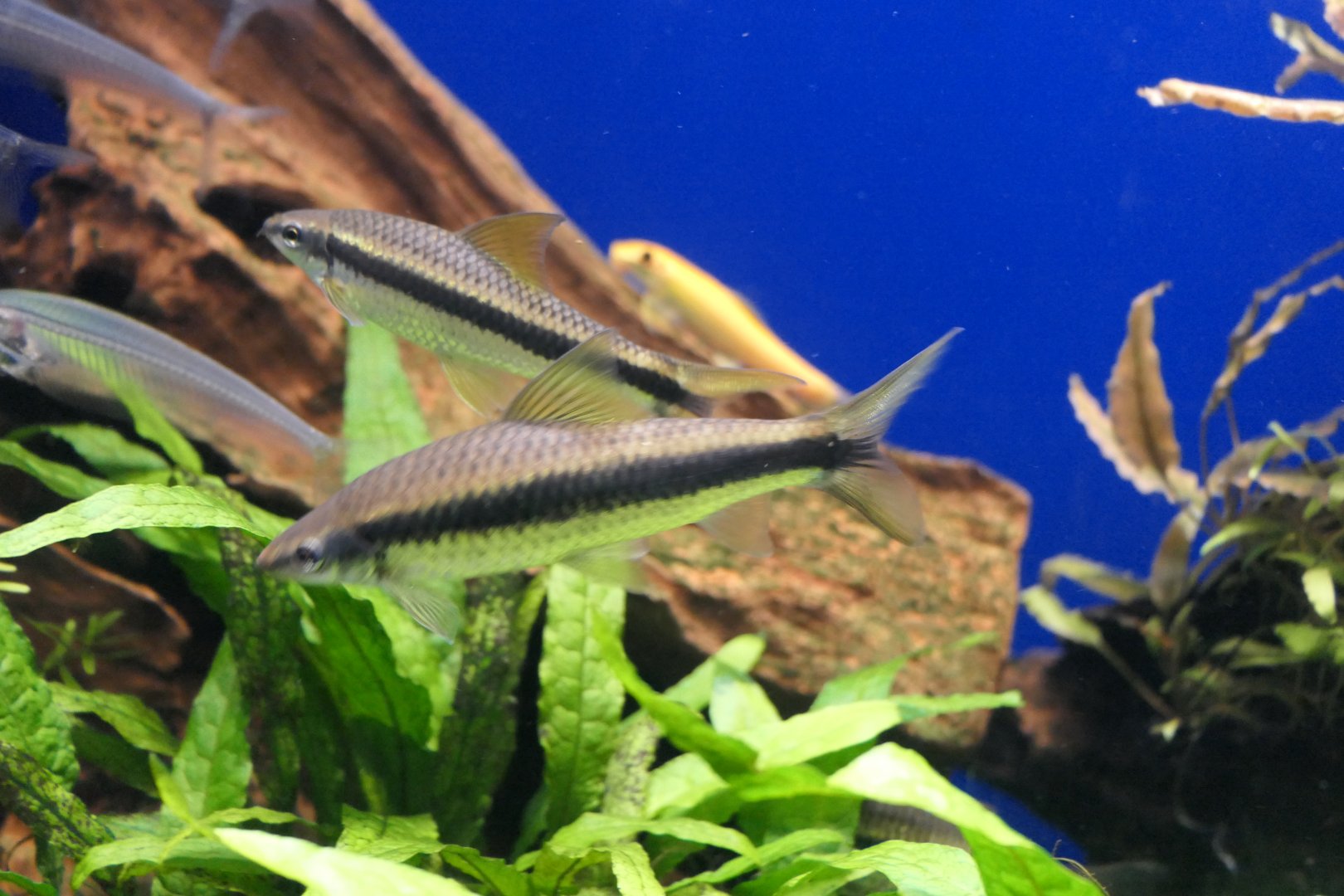 Siamese Algae Eater (Crossocheilus siamensis)