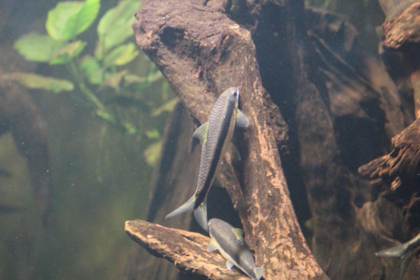 Siamese Algae-Eater