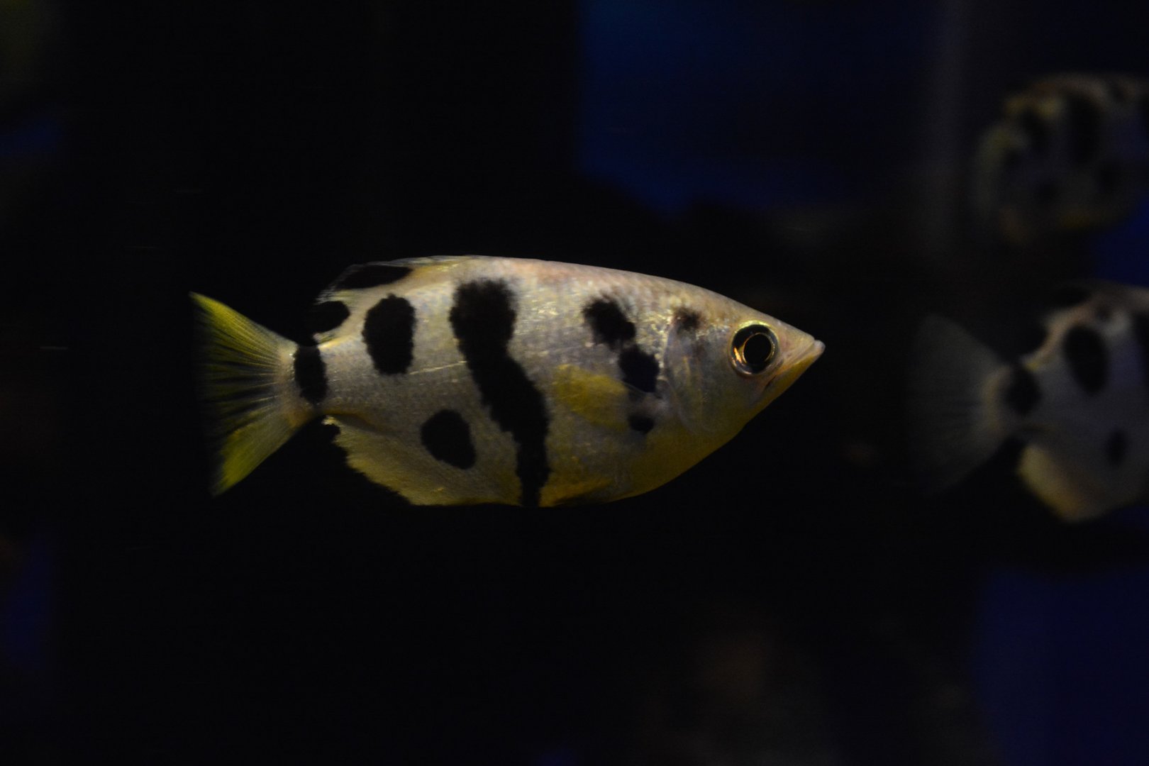 Siamese archerfish (Toxotes siamensis)