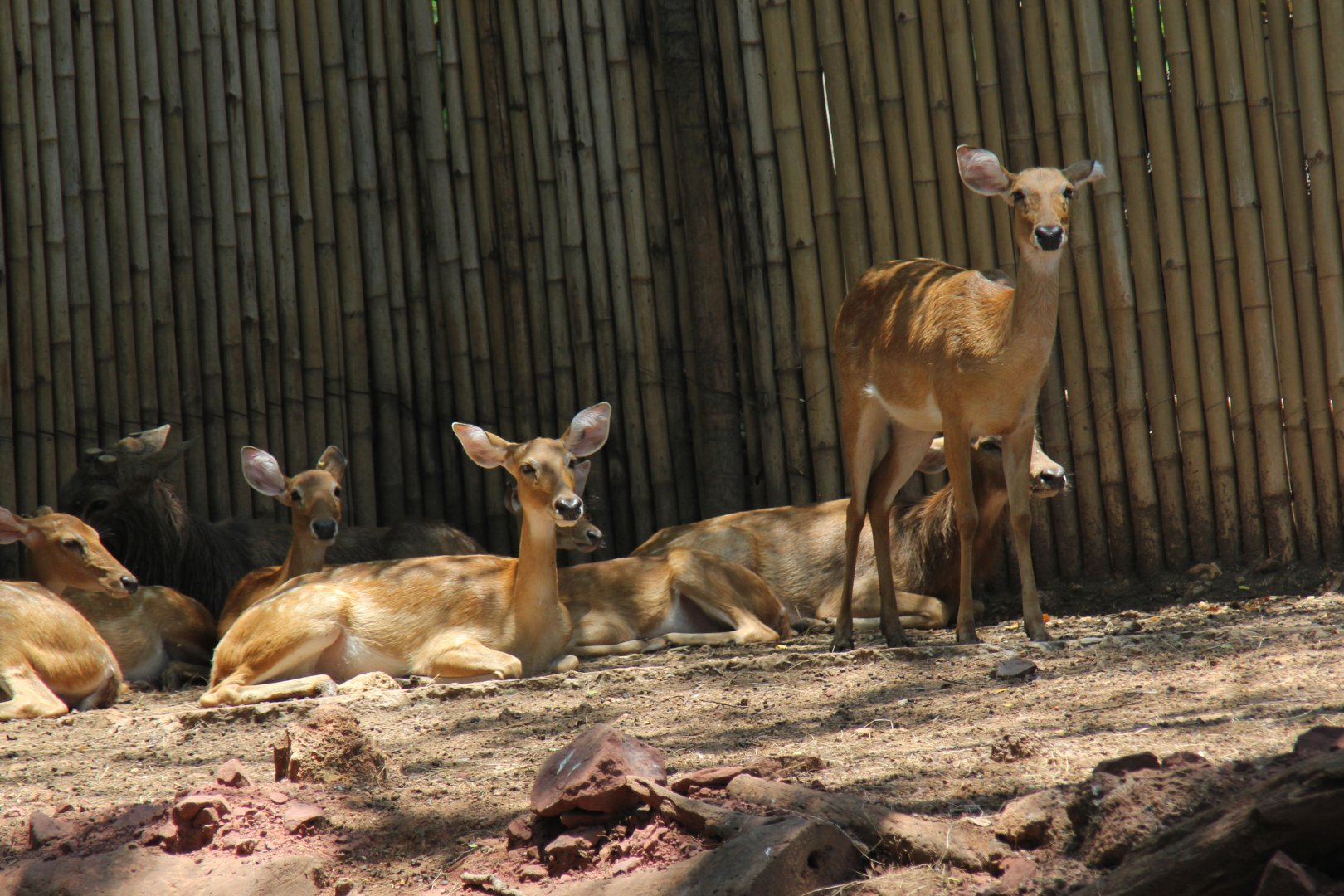 Siamese brow-antlered deer (Rucervus eldii siamensis)