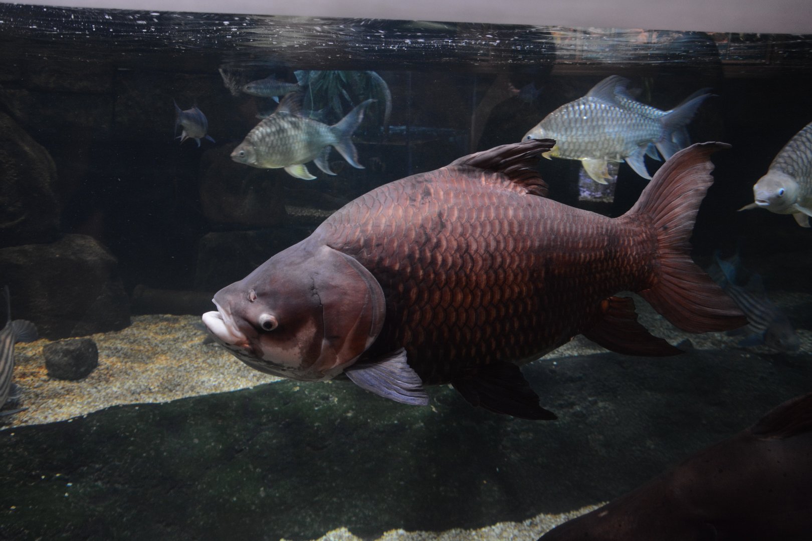 Siamese carp (Catlocarpio siamensis)