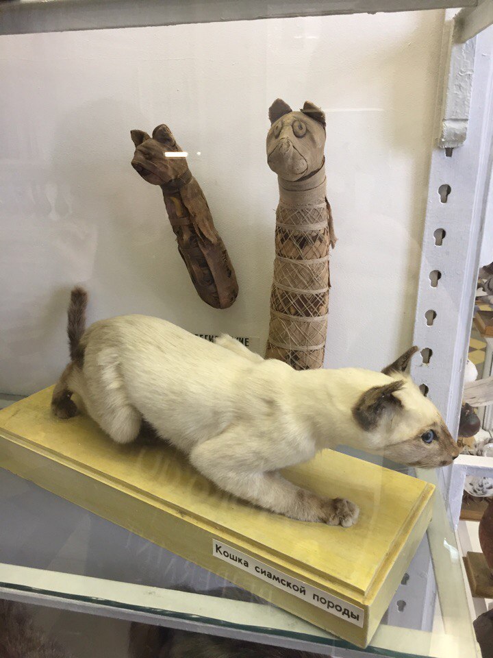 Siamese cat and cat mummies