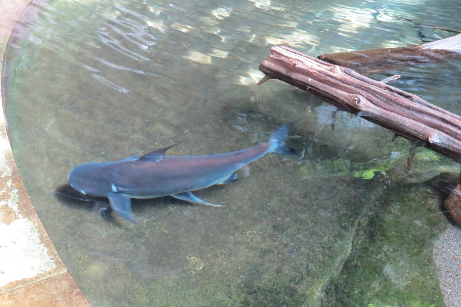 Siamese Catfish