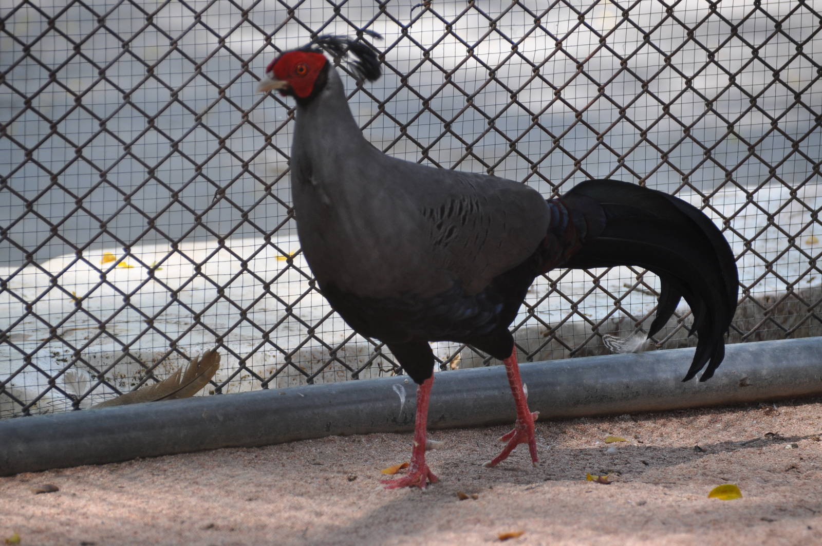 Siamese crested fireback/ Lophura diardi