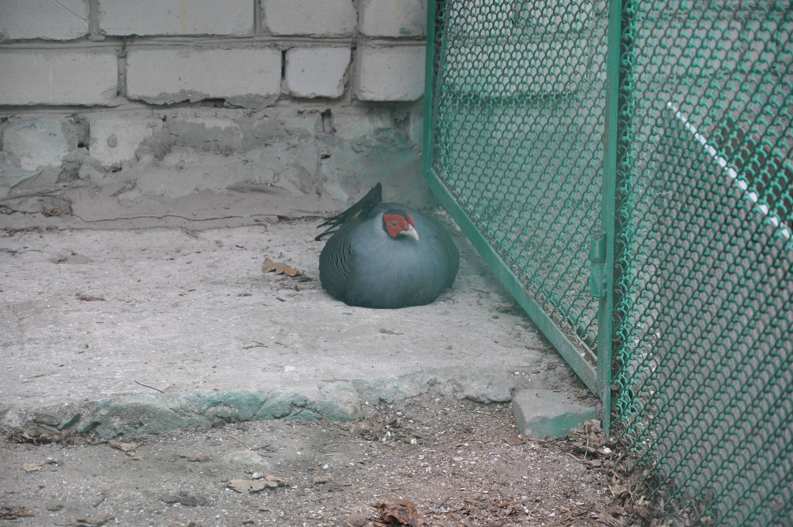 Siamese crested fireback/ Lophura diardi