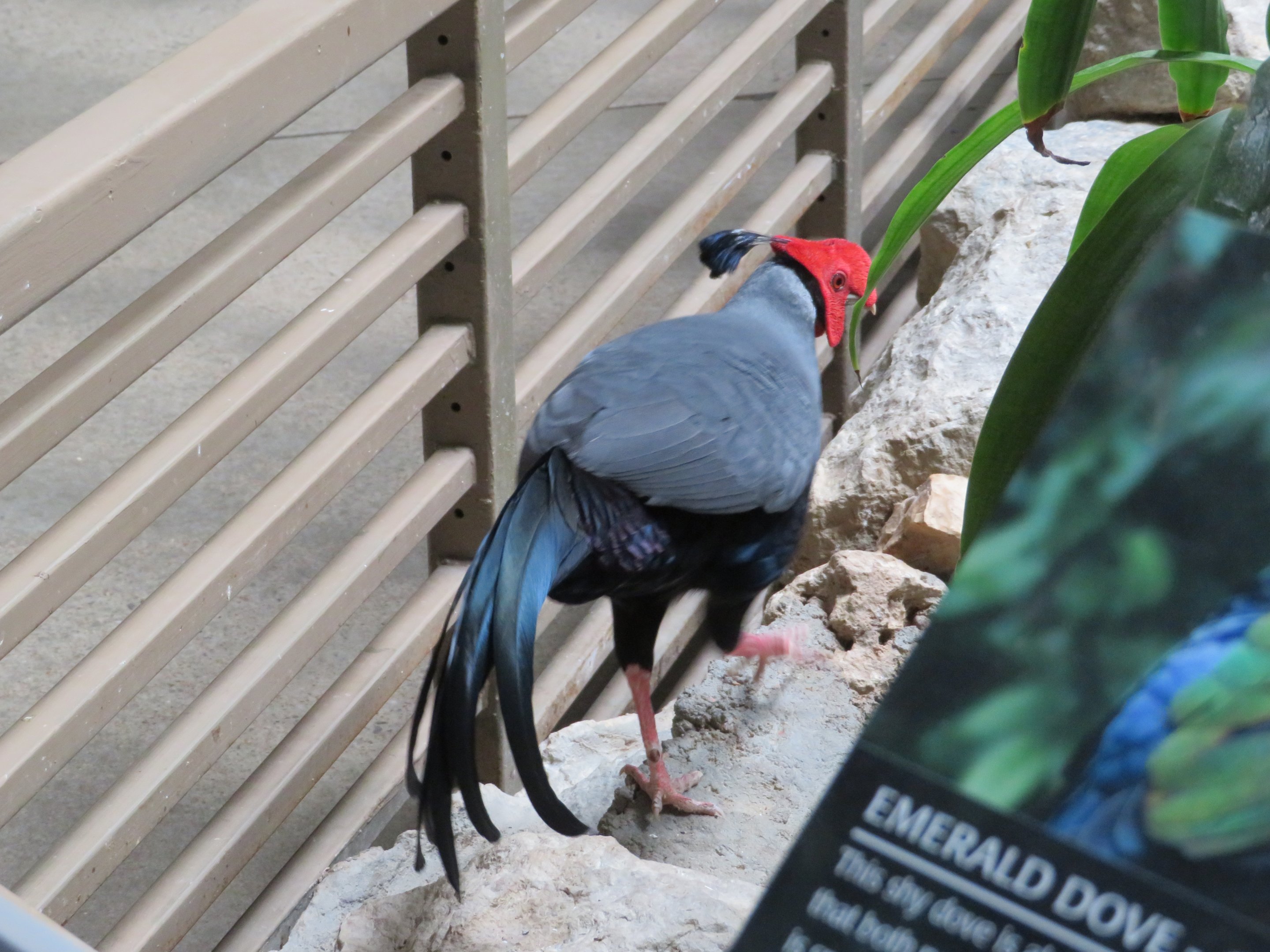 Siamese Crested Fireback