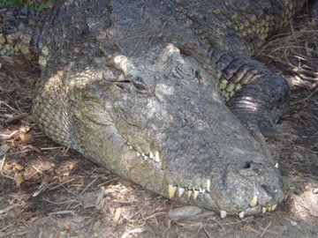 Siamese Croc- AA JUN08 VI
