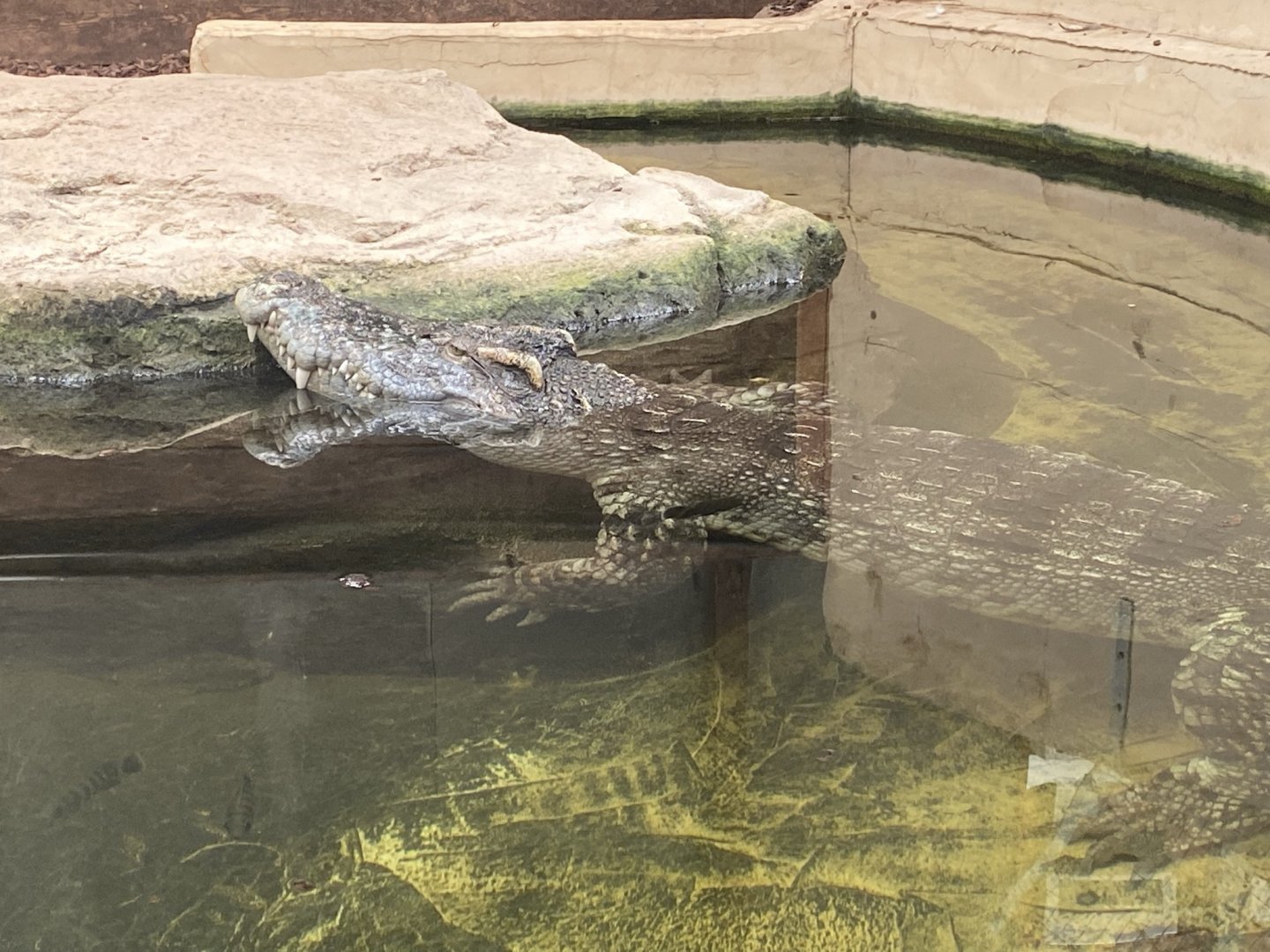 Siamese crocodile 020821
