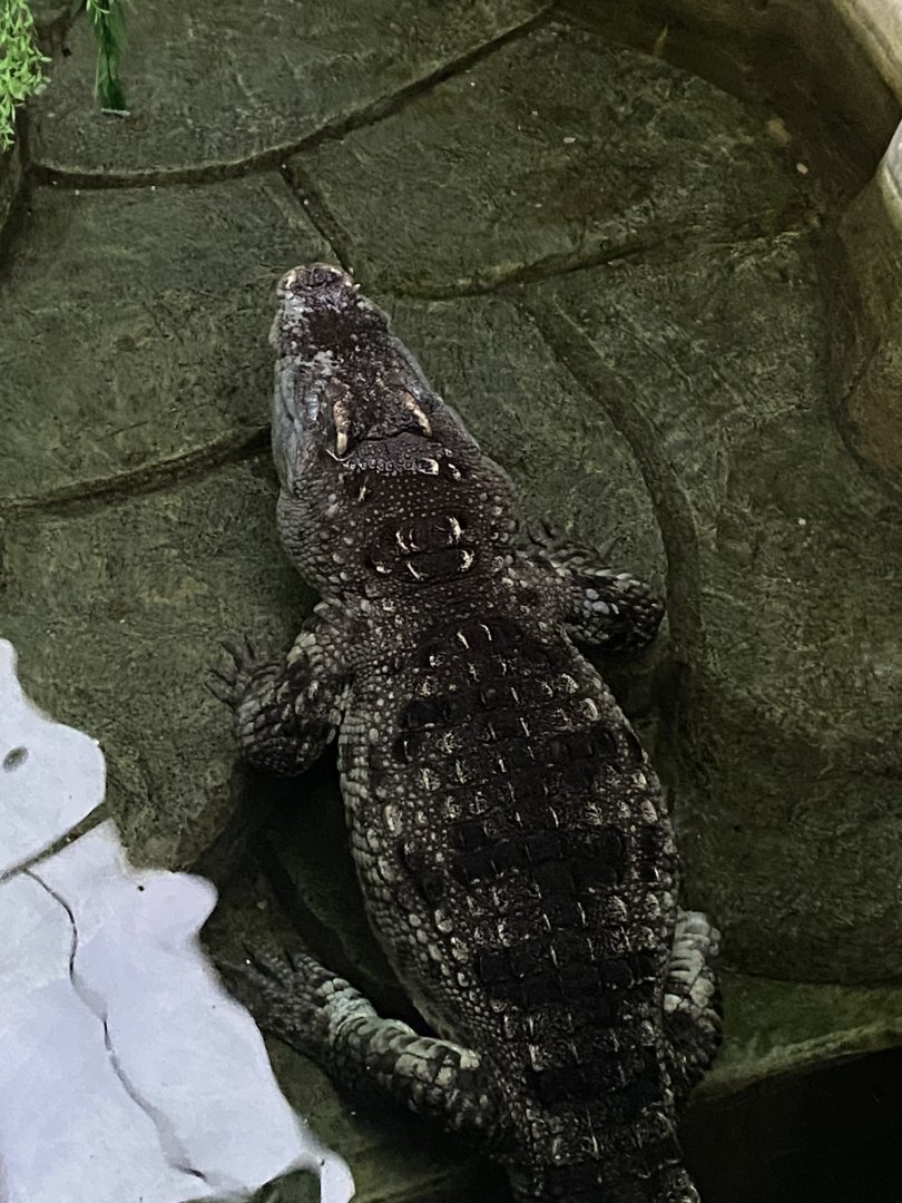 Siamese crocodile 040124