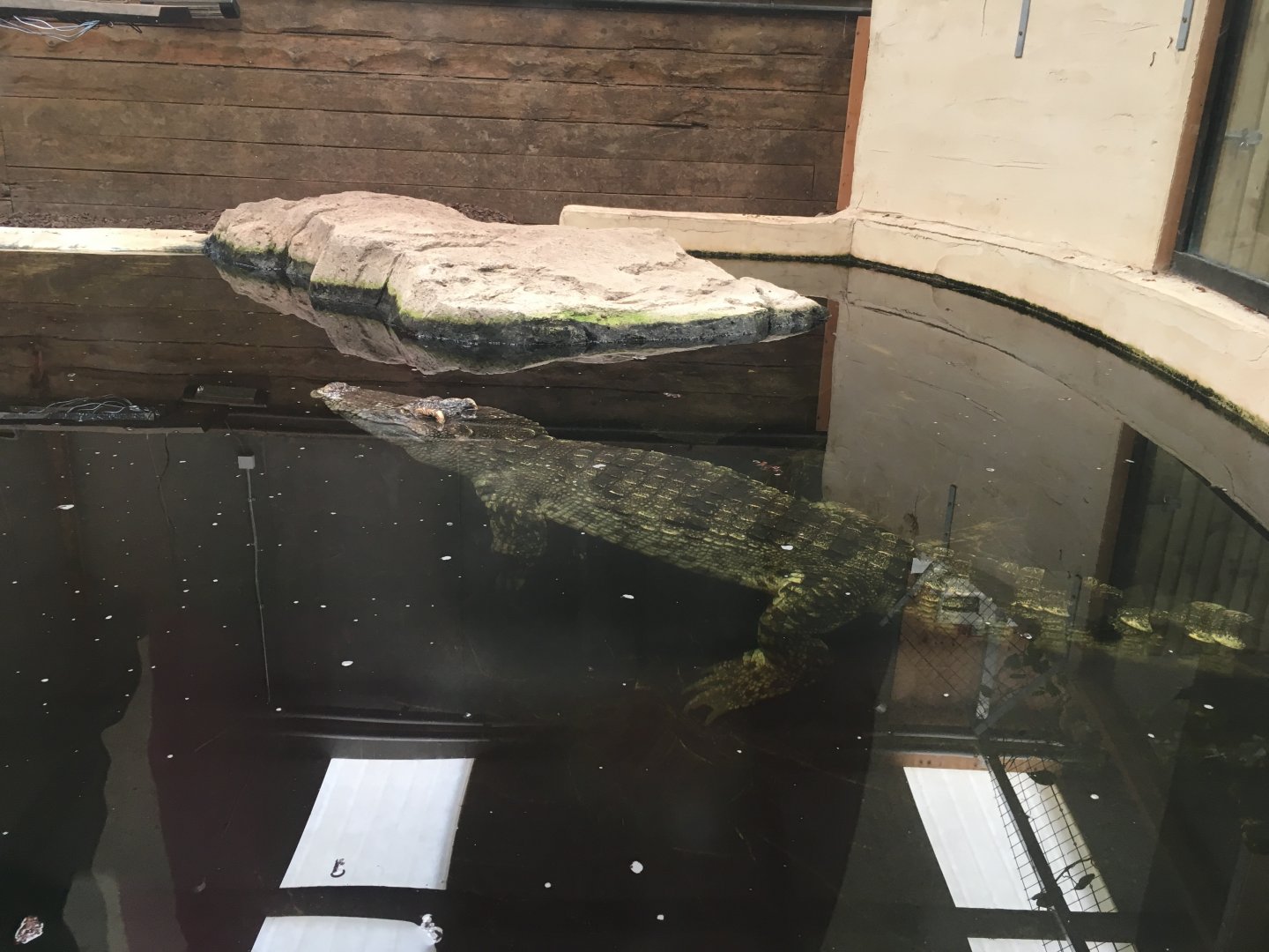 Siamese crocodile 100917