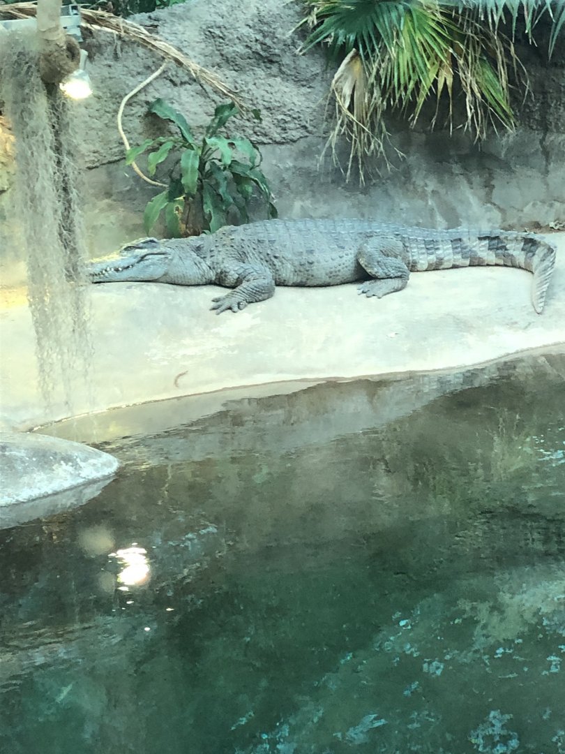 Siamese Crocodile 2-24-2020