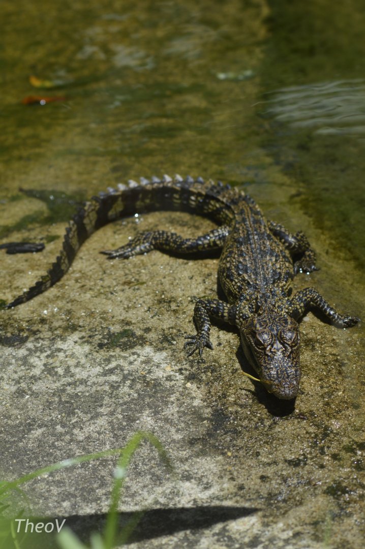 Siamese crocodile [2017]