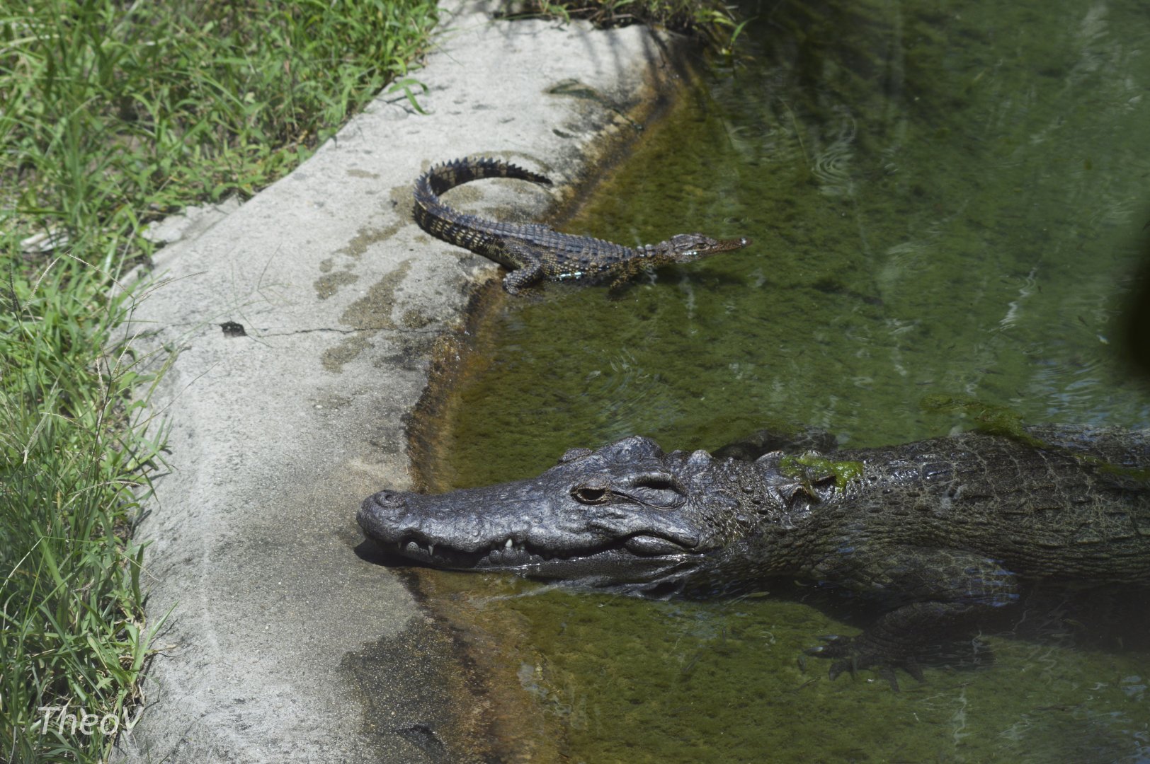 Siamese crocodile [2017]