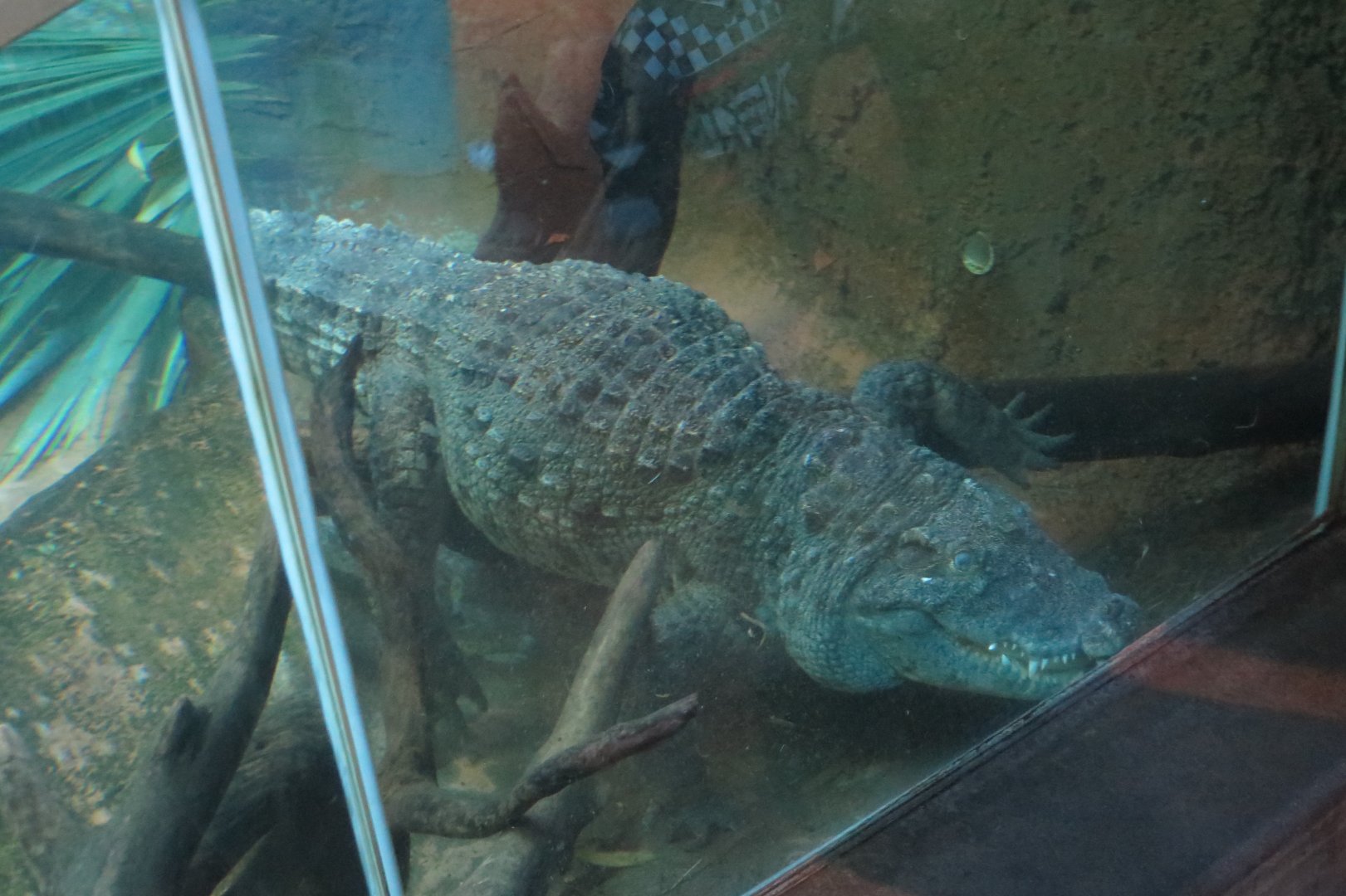 Siamese Crocodile(8/23/2024)