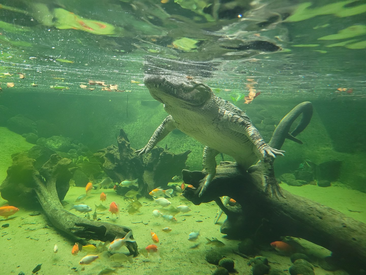 Siamese crocodile and Goldfish -TerraNatura Benidorm (2022)