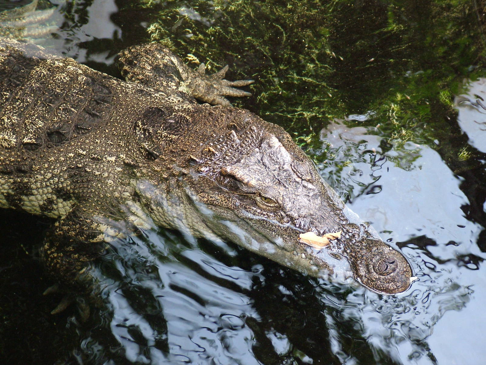 Siamese Crocodile at Barcelona, 30/05/11