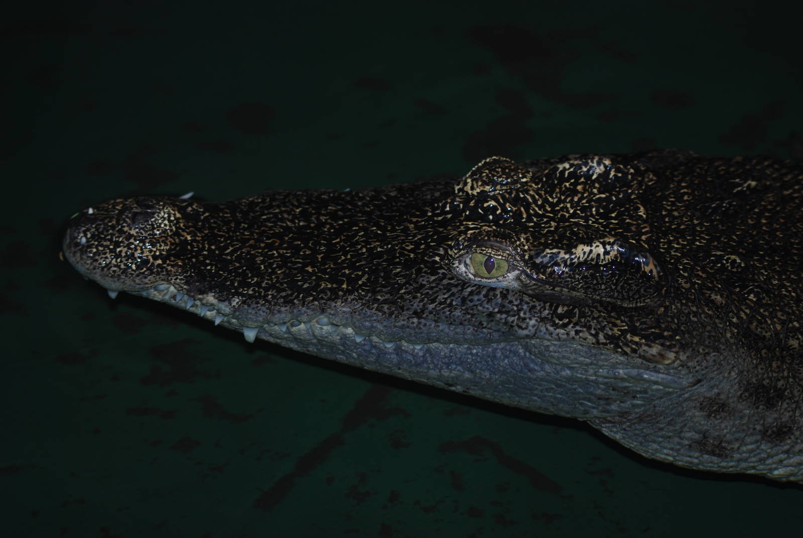 Siamese Crocodile at Crocodiles of the World, 05/02/12