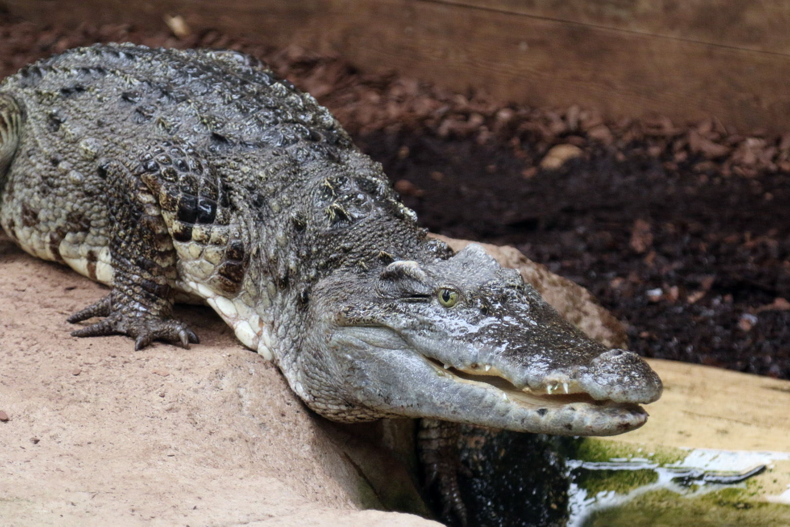 Siamese Crocodile at Crocodiles of the World 14/07/2023