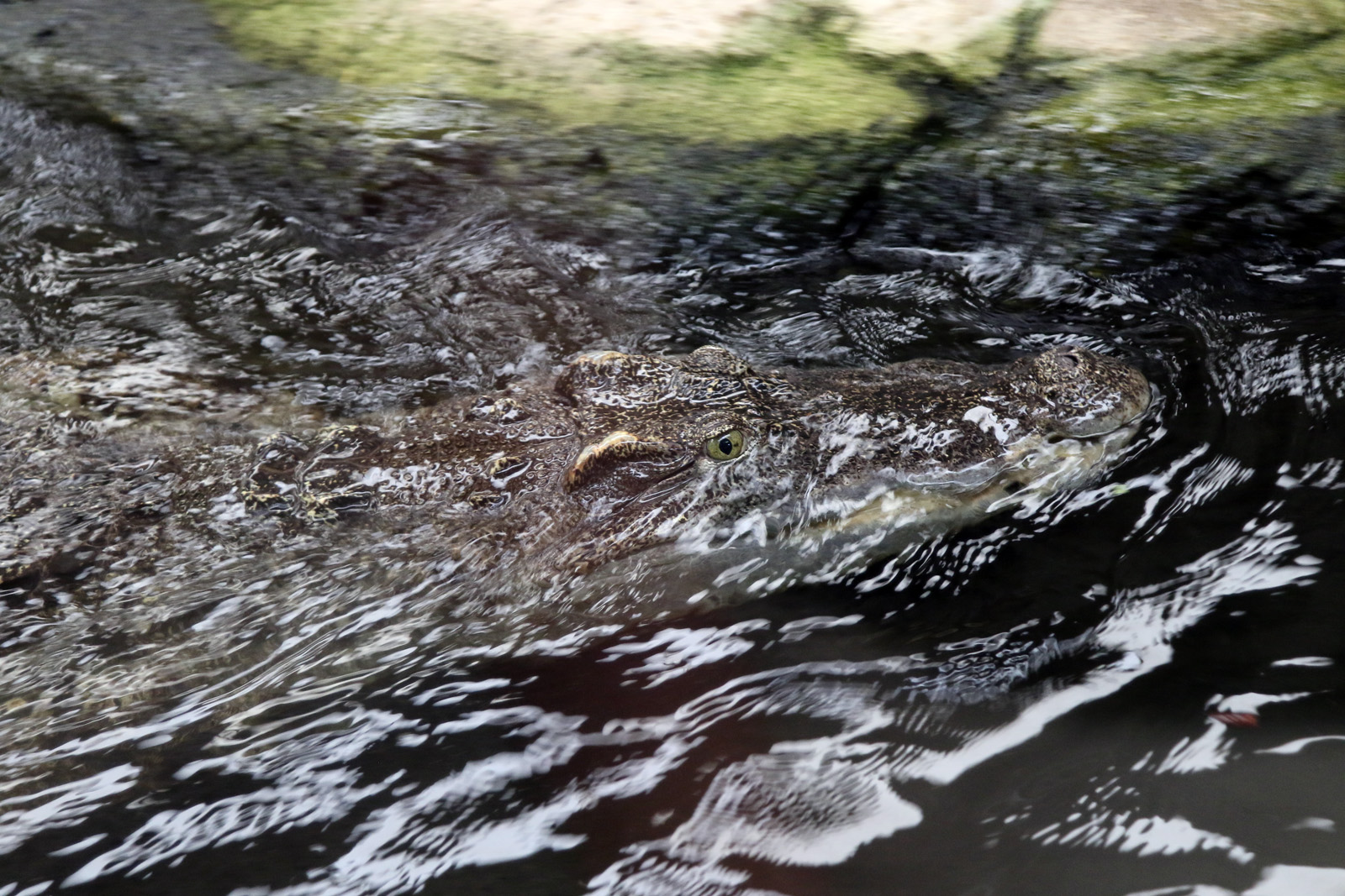 Siamese Crocodile at Crocodiles of the World 14/07/2023