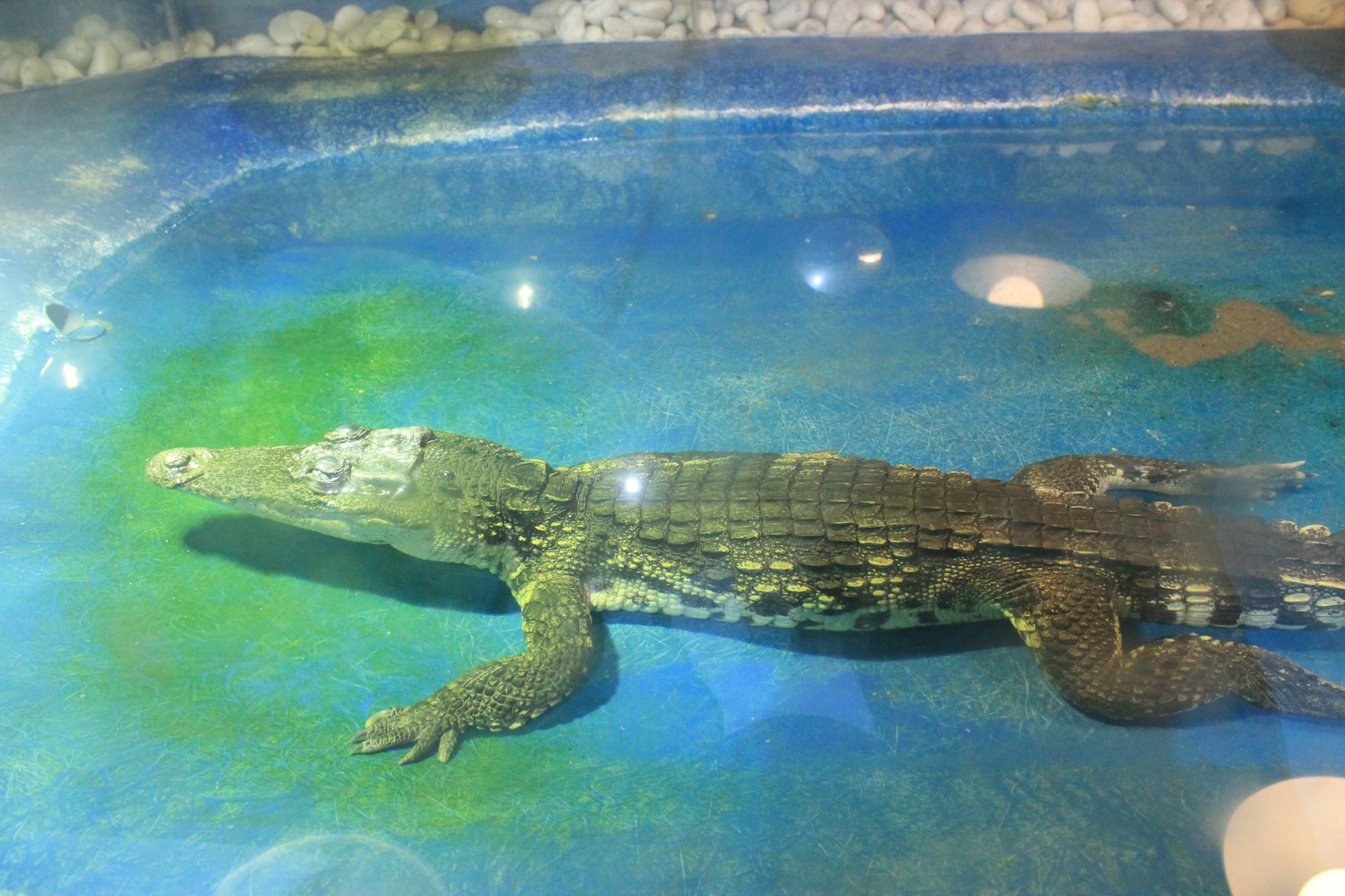 Siamese Crocodile at Fantasy Aquarium, Xi'an