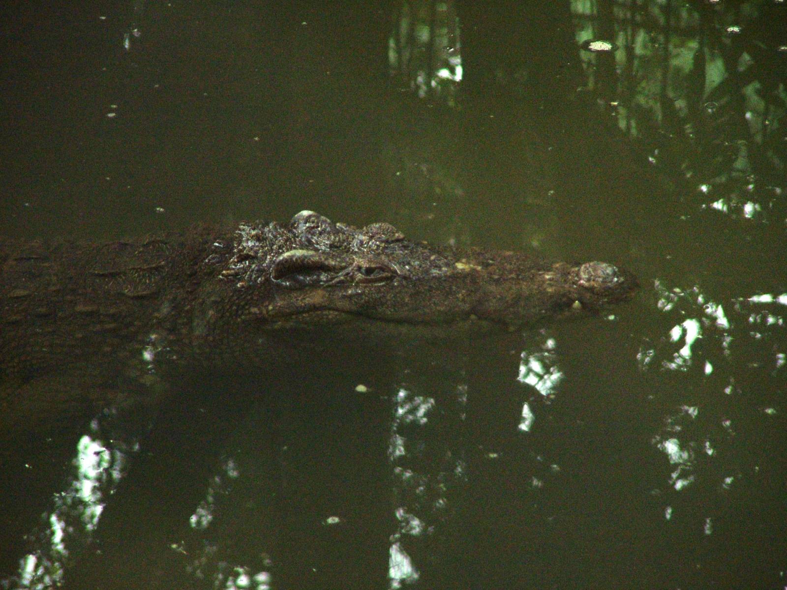 Siamese Crocodile at Hanoi Zoo, 15/03/12