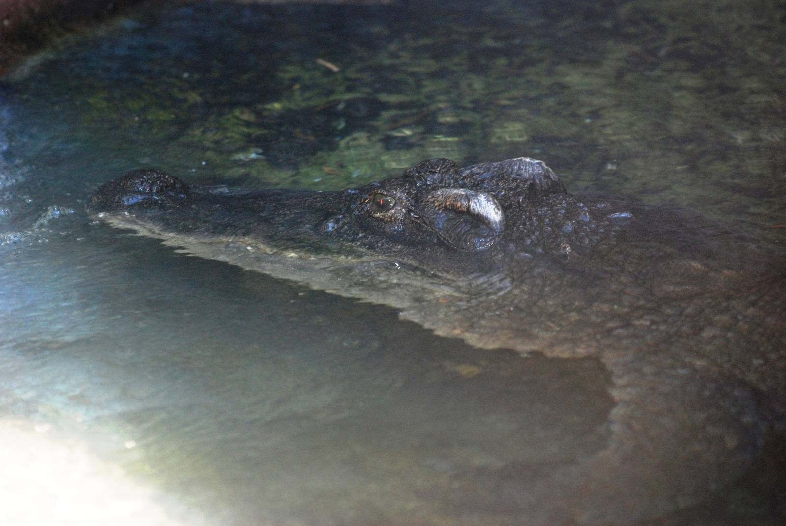 Siamese Crocodile at St. Augustine, 11/10/13