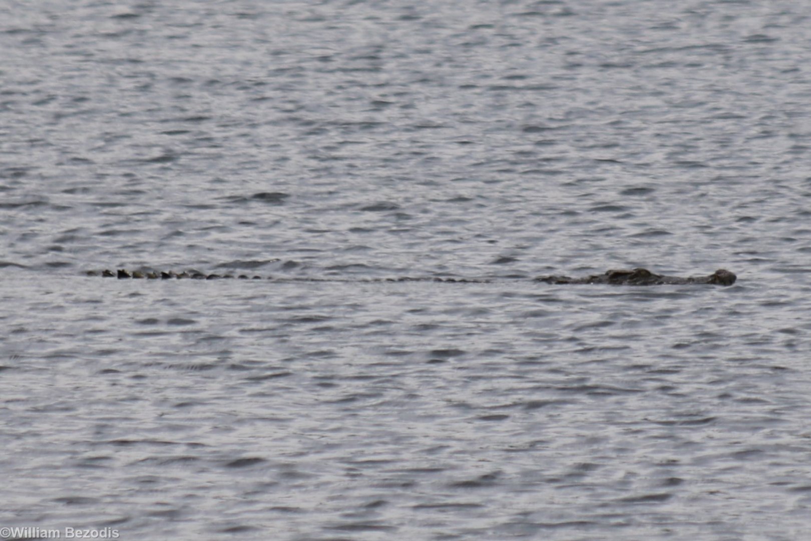 Siamese Crocodile - Cat Tien