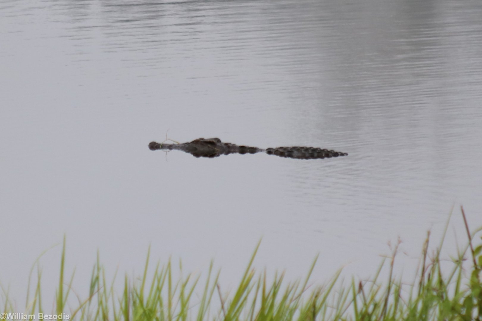 Siamese Crocodile - Cat Tien