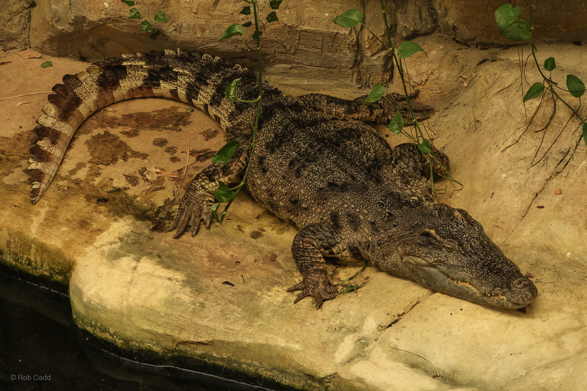 Siamese crocodile : Crocodiles of the World : 04 Jul 2025