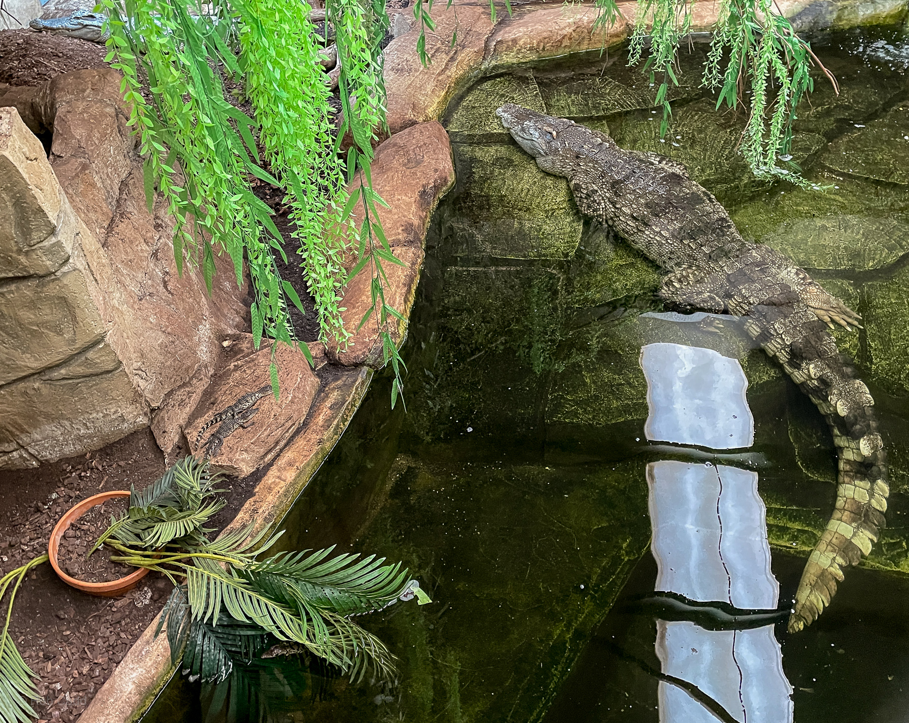 Siamese crocodile : Crocodiles of the World : 23 Aug 2025