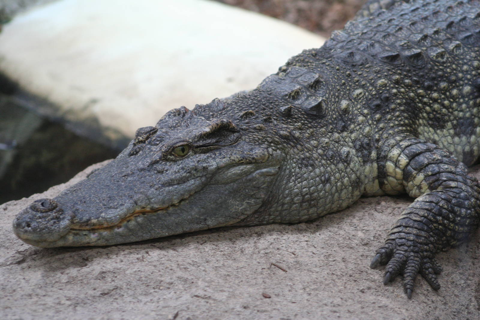 Siamese Crocodile @ Crocodiles of the World; 24.10.2014