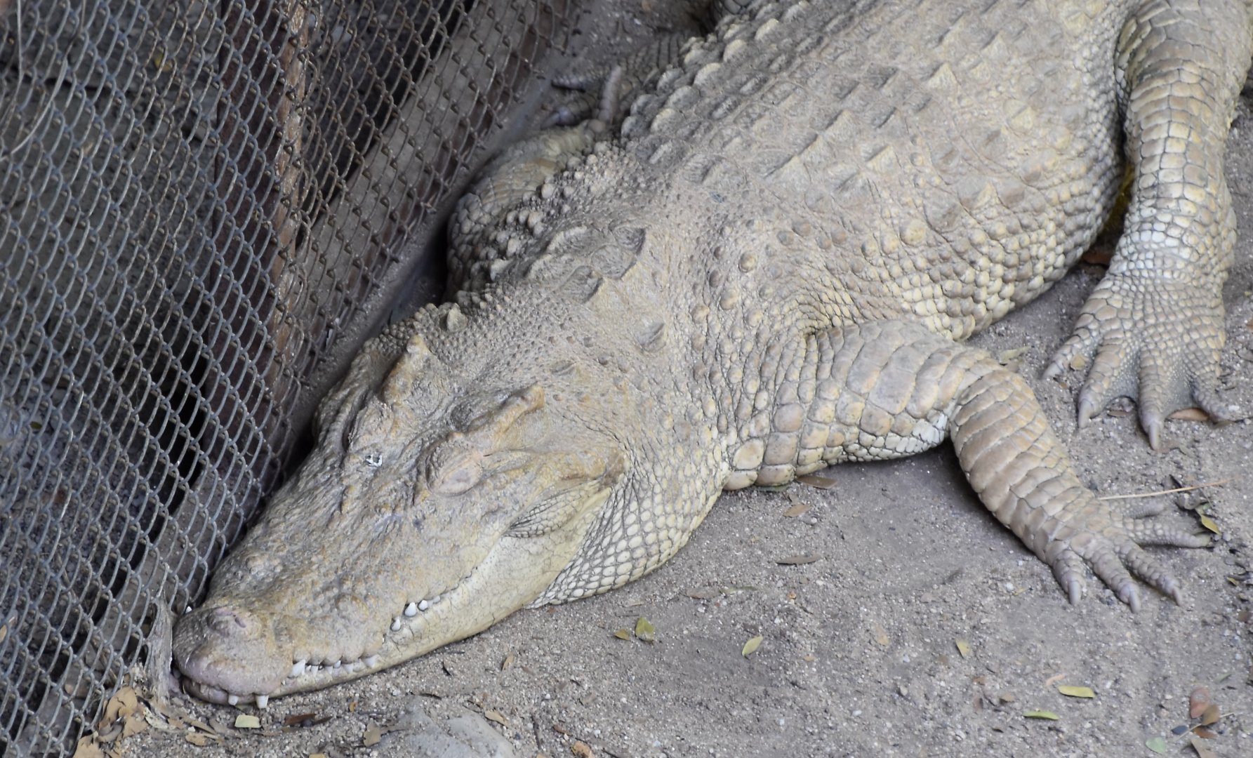 Siamese Crocodile (Crocodylus siamensis) albino