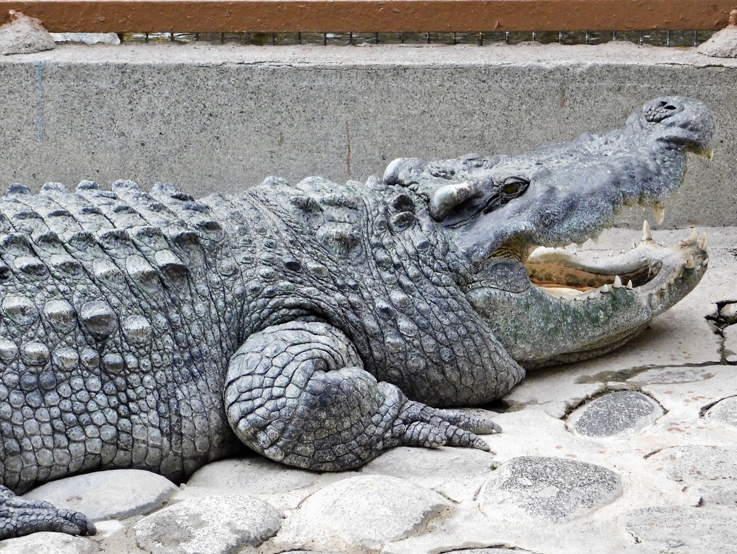 Siamese Crocodile (Crocodylus siamensis) December 6, 2025