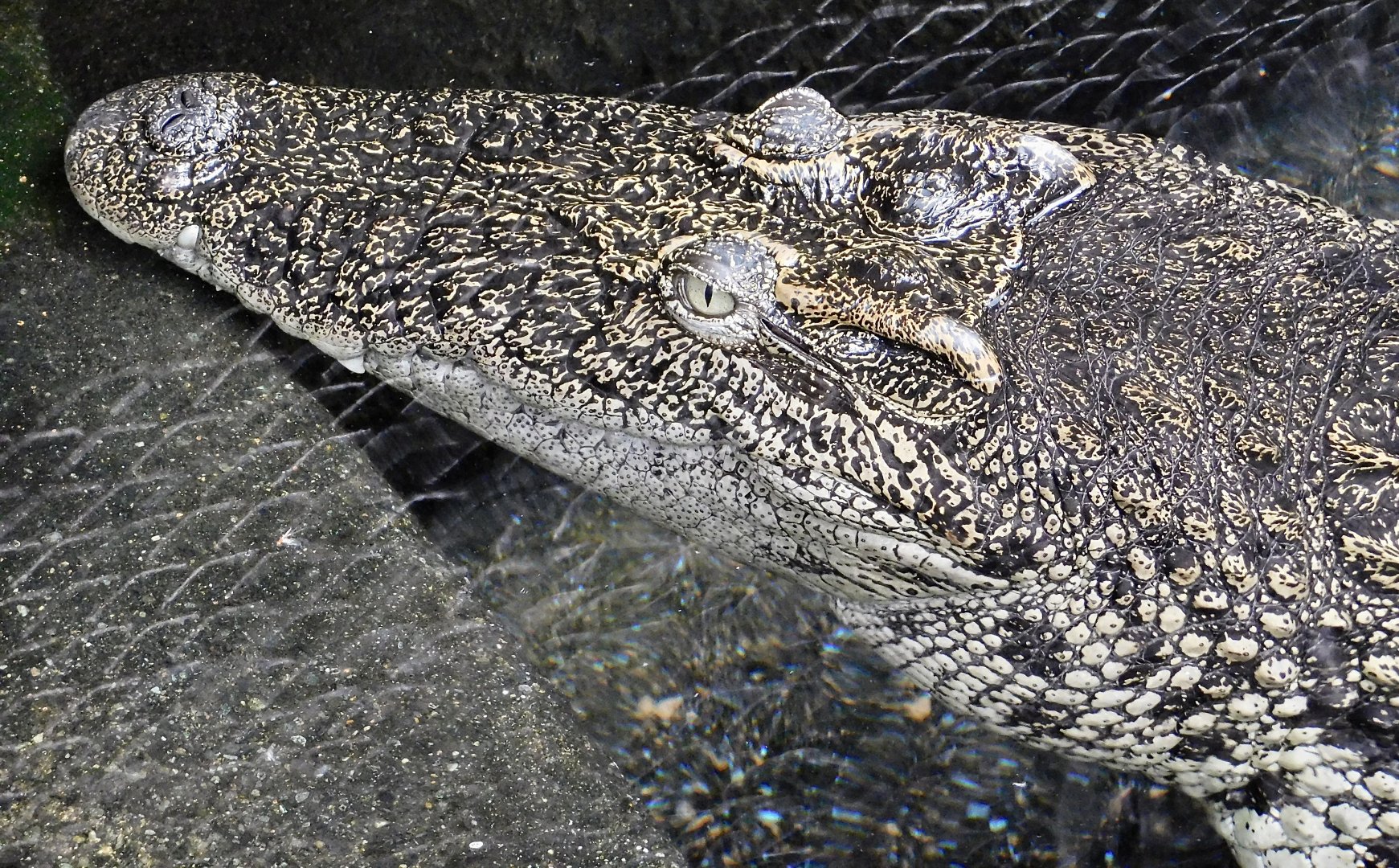 Siamese Crocodile (Crocodylus siamensis) December 6, 2025