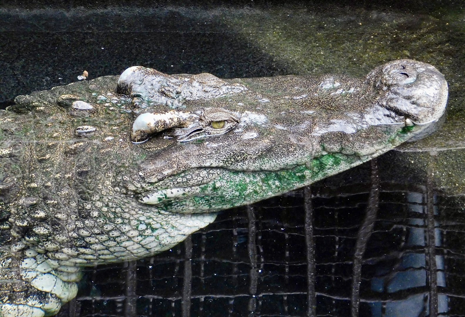 Siamese Crocodile (Crocodylus siamensis) December 6, 2025