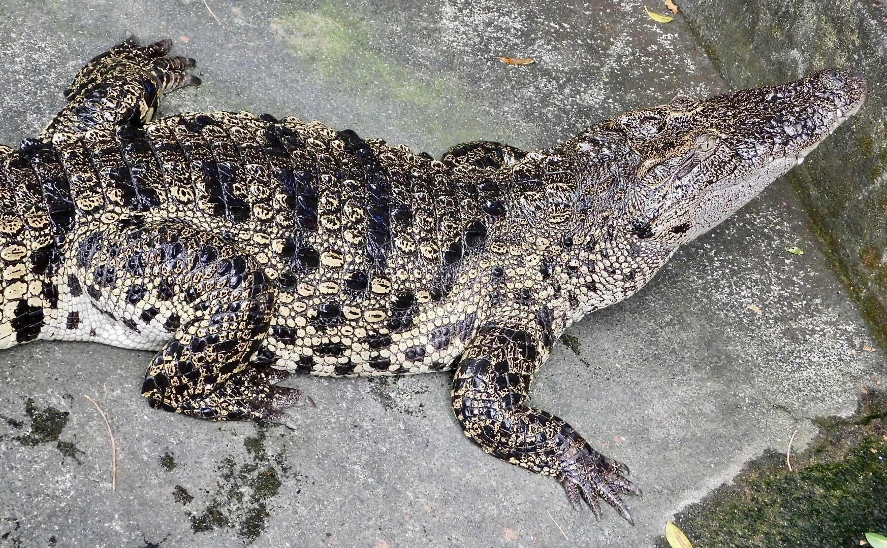 Siamese Crocodile (Crocodylus siamensis) December 6, 2025