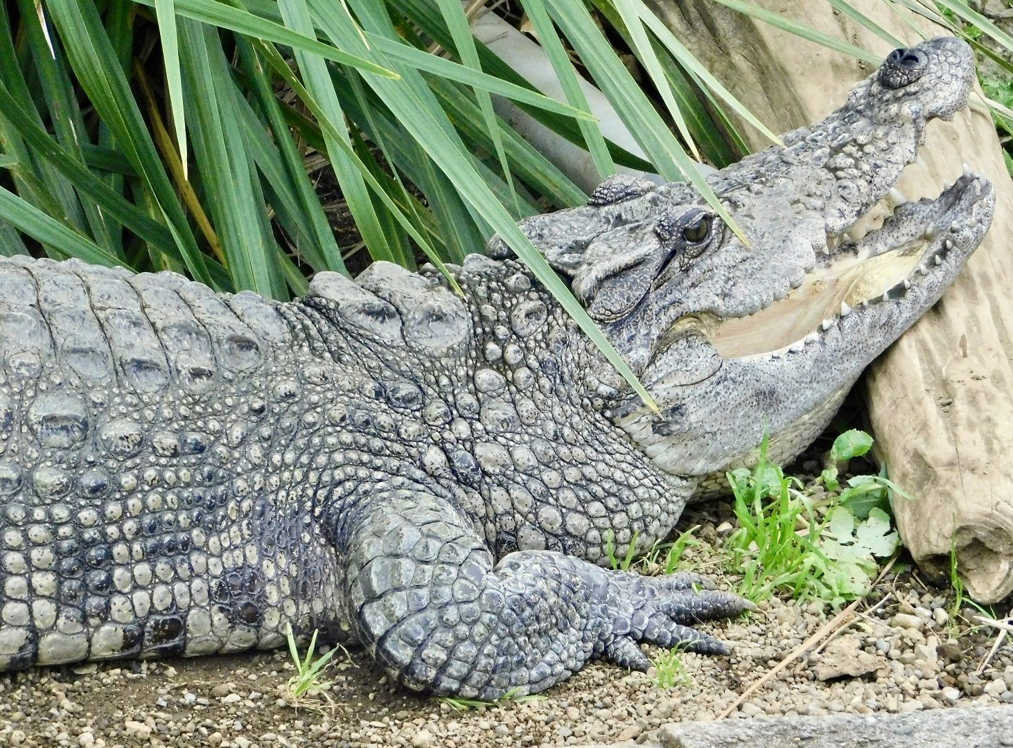 Siamese Crocodile (Crocodylus siamensis) December 6, 2025