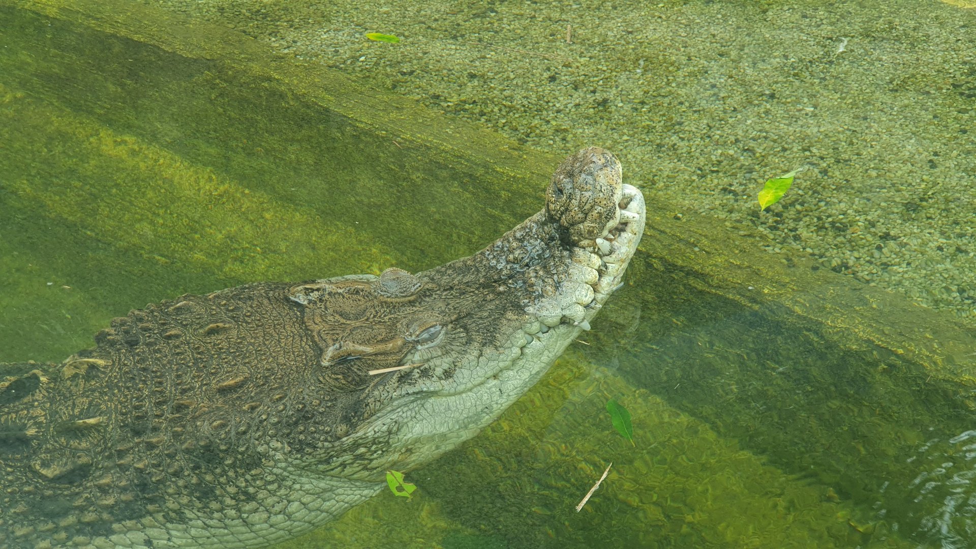Siamese Crocodile (Crocodylus siamensis) - Museum Komodo