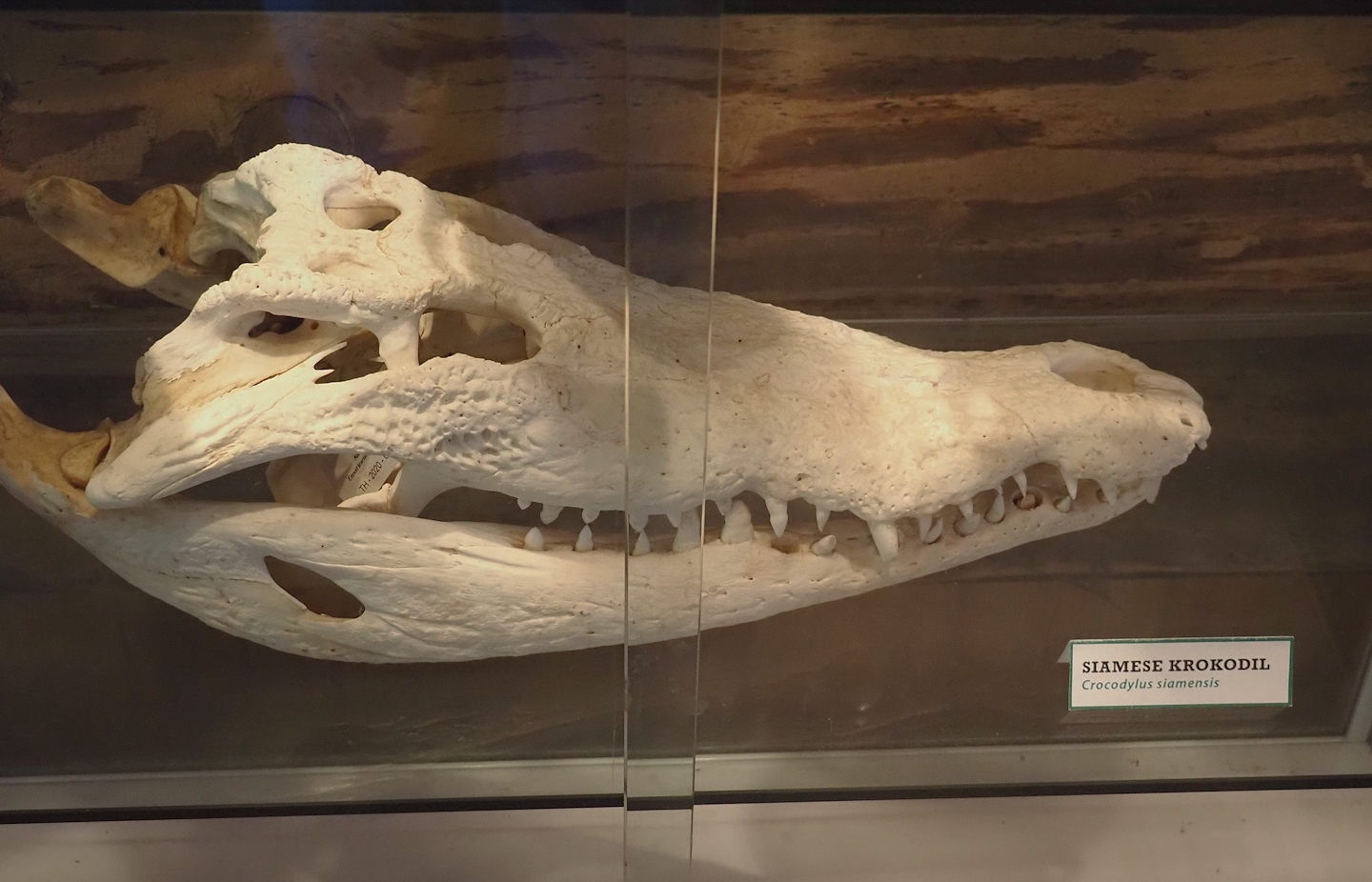 Siamese crocodile (Crocodylus siamensis) skull, 2025-04-12